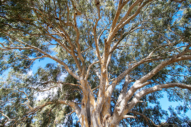 20 Metre Trees