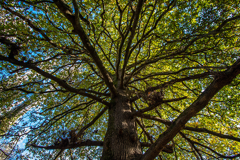 20 Metre Trees